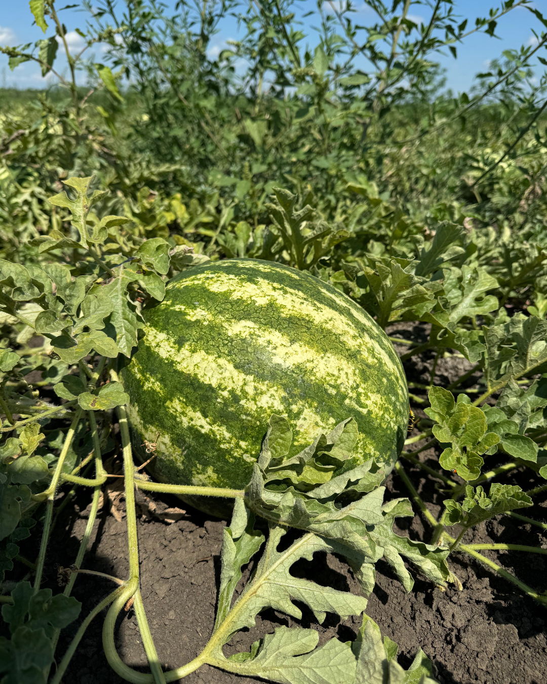 Ау Продюсер Фото: Ау Продюсер
