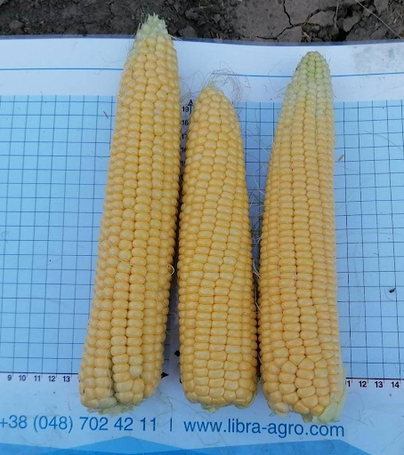 Фото: Сансвит F1 – суперсладкая кукуруза для выращивания в разных условиях!