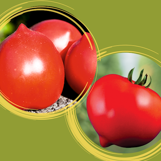 Фото к записи: Никса F1 и Лагранж F1 – самые вкусные гибриды томатов с «носиком»!