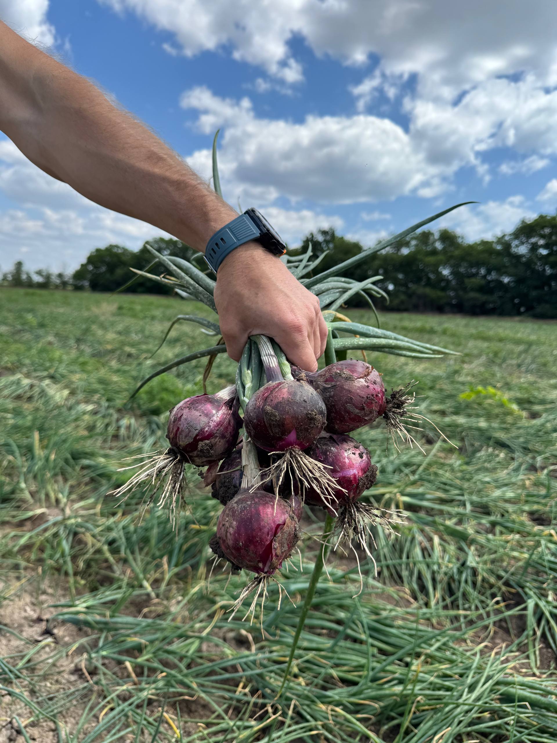Фото: 1 примула