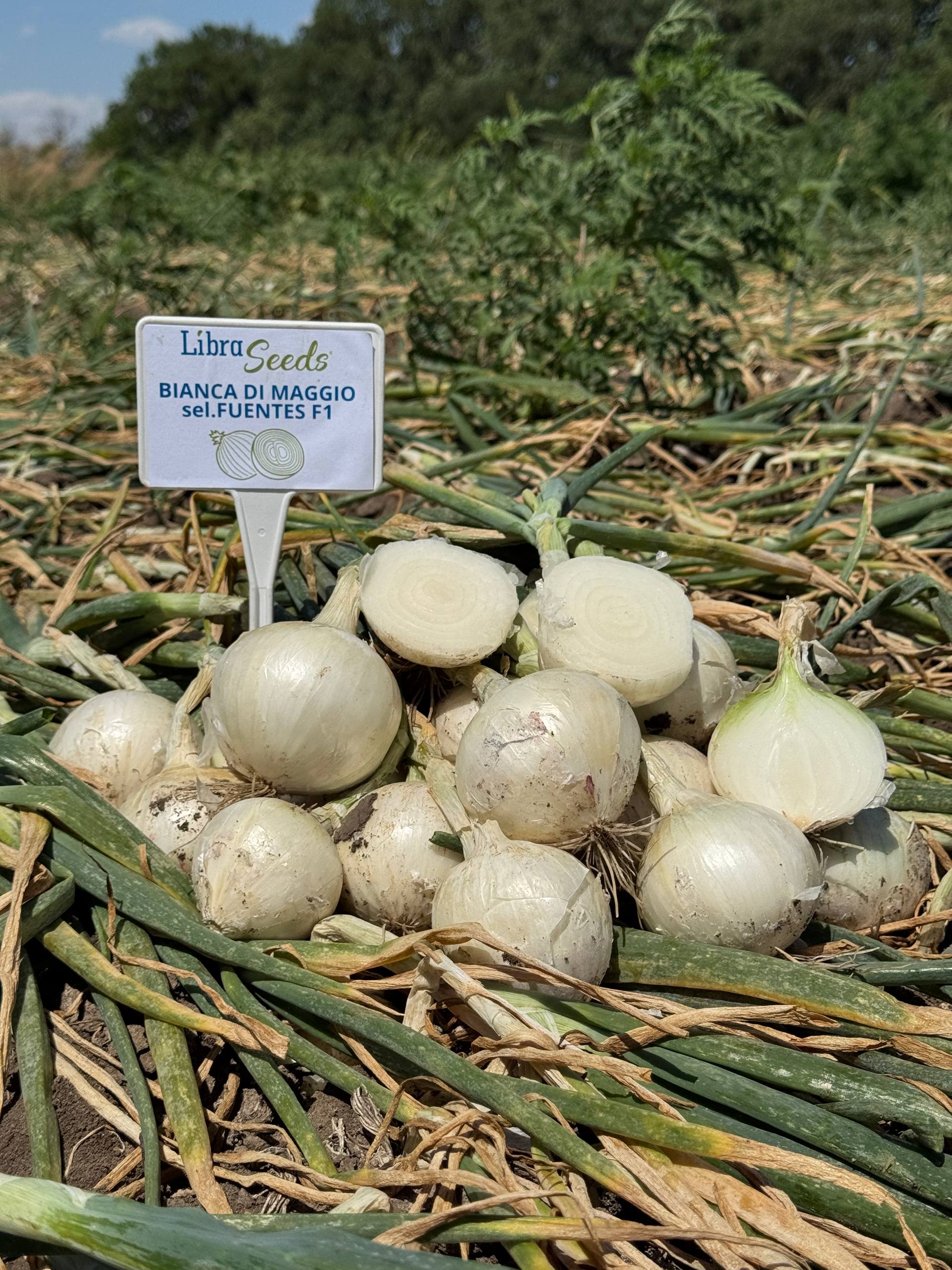 Фото: 2 бьянка