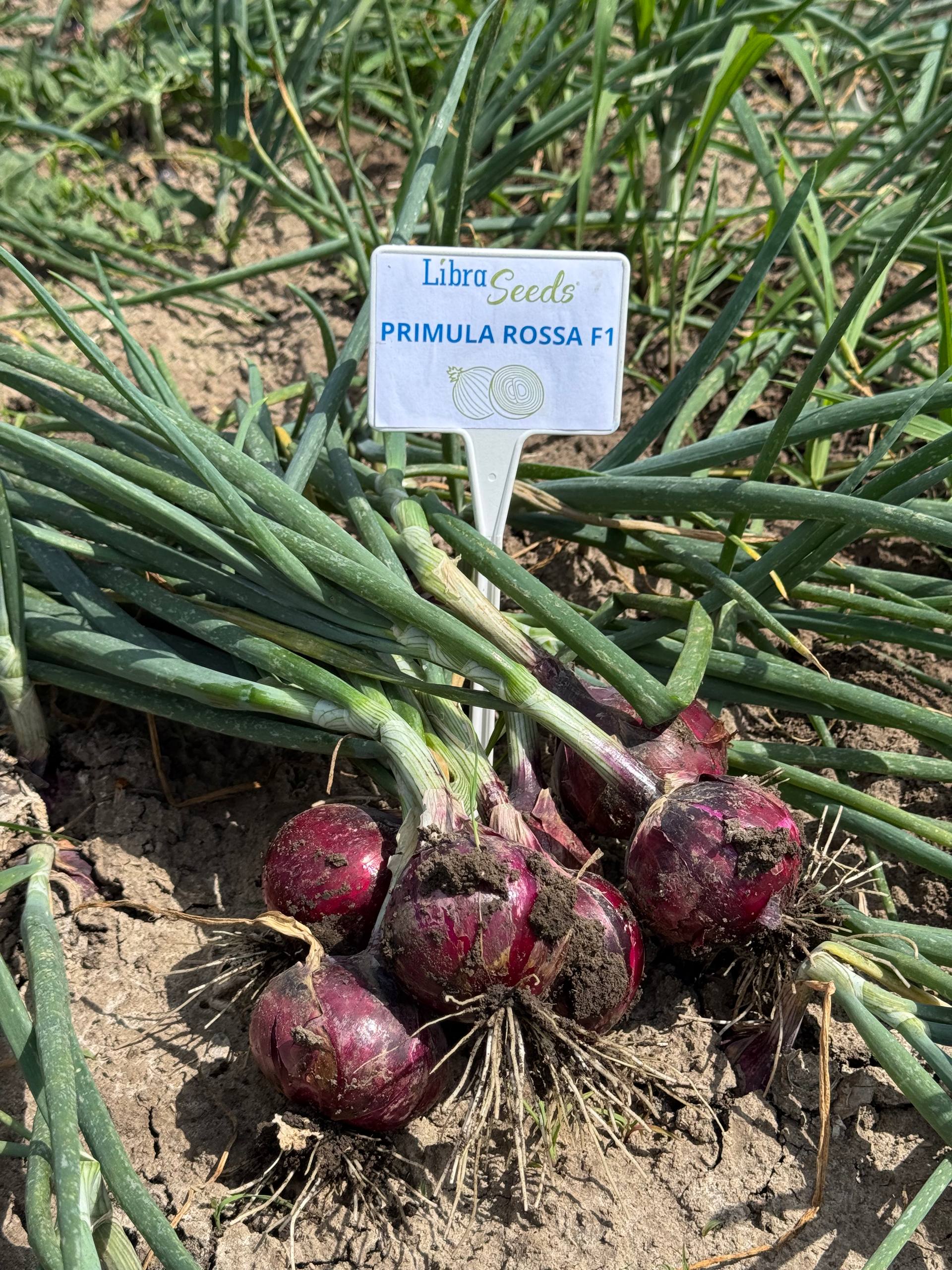 Прімула F1 Фото: Прімула F1