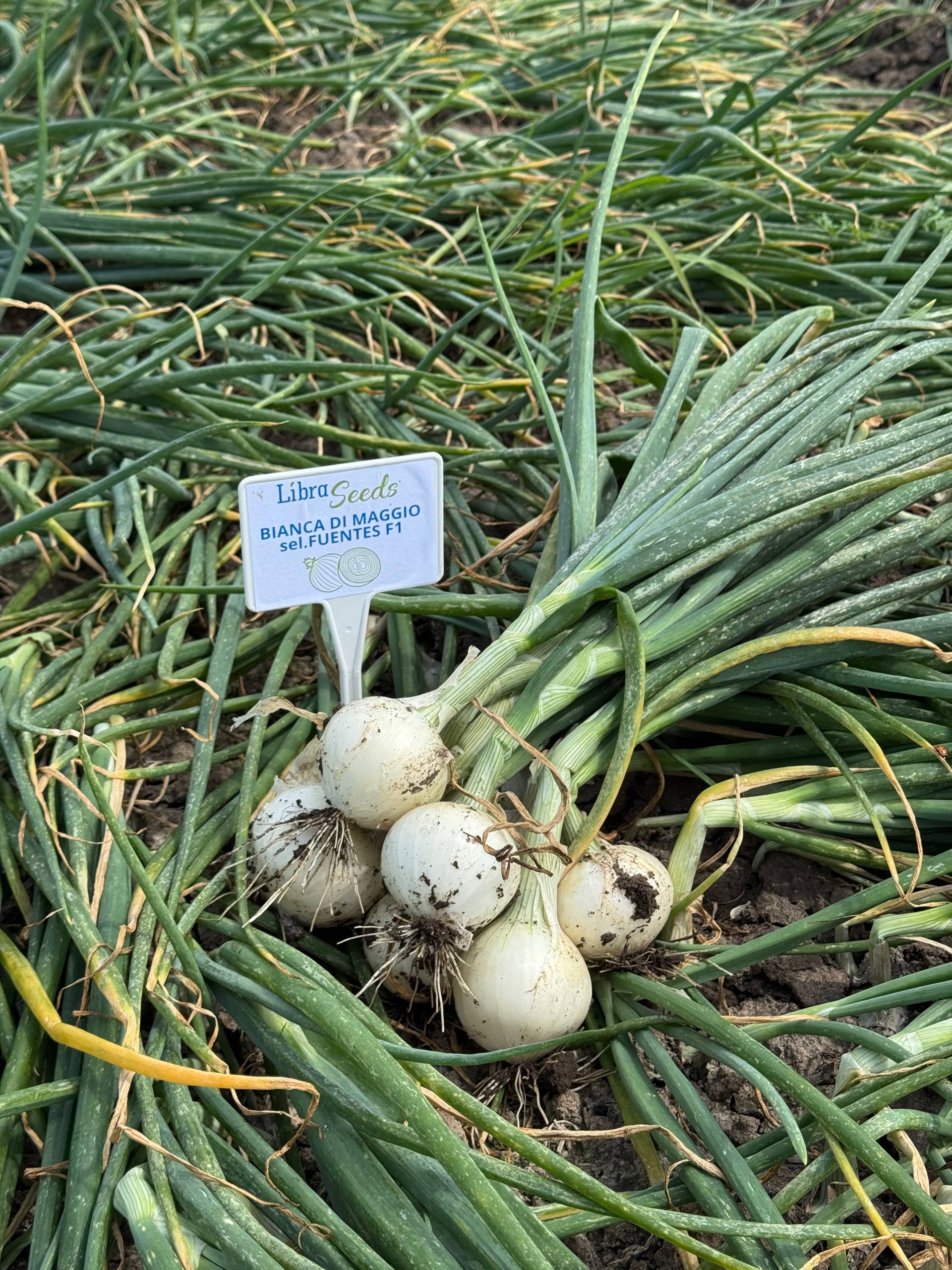 Фото: 3 бьянка