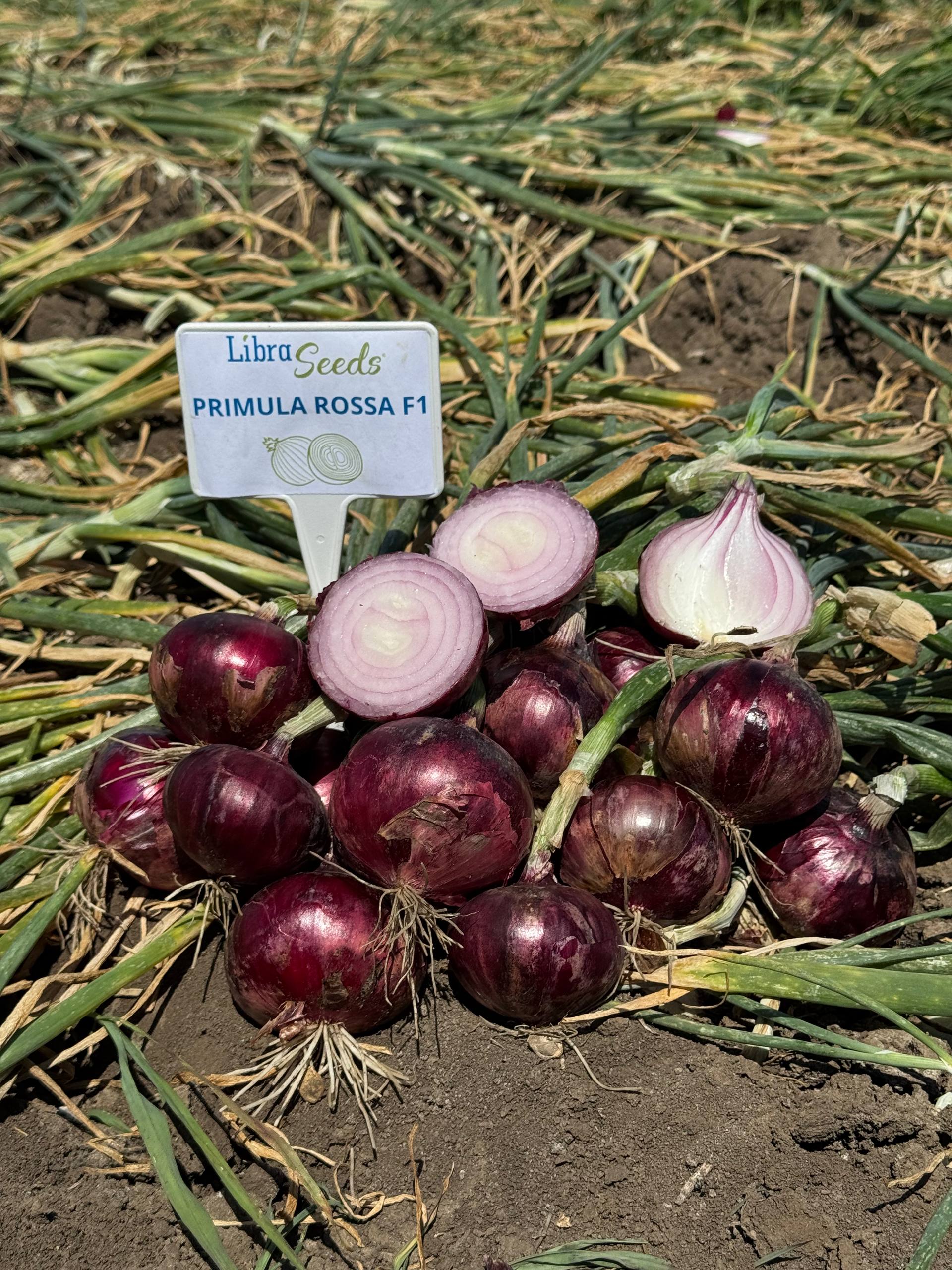 Фото: 3 примула