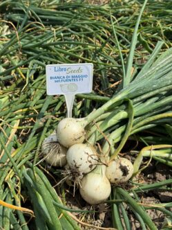 Фото: Б'янка F1