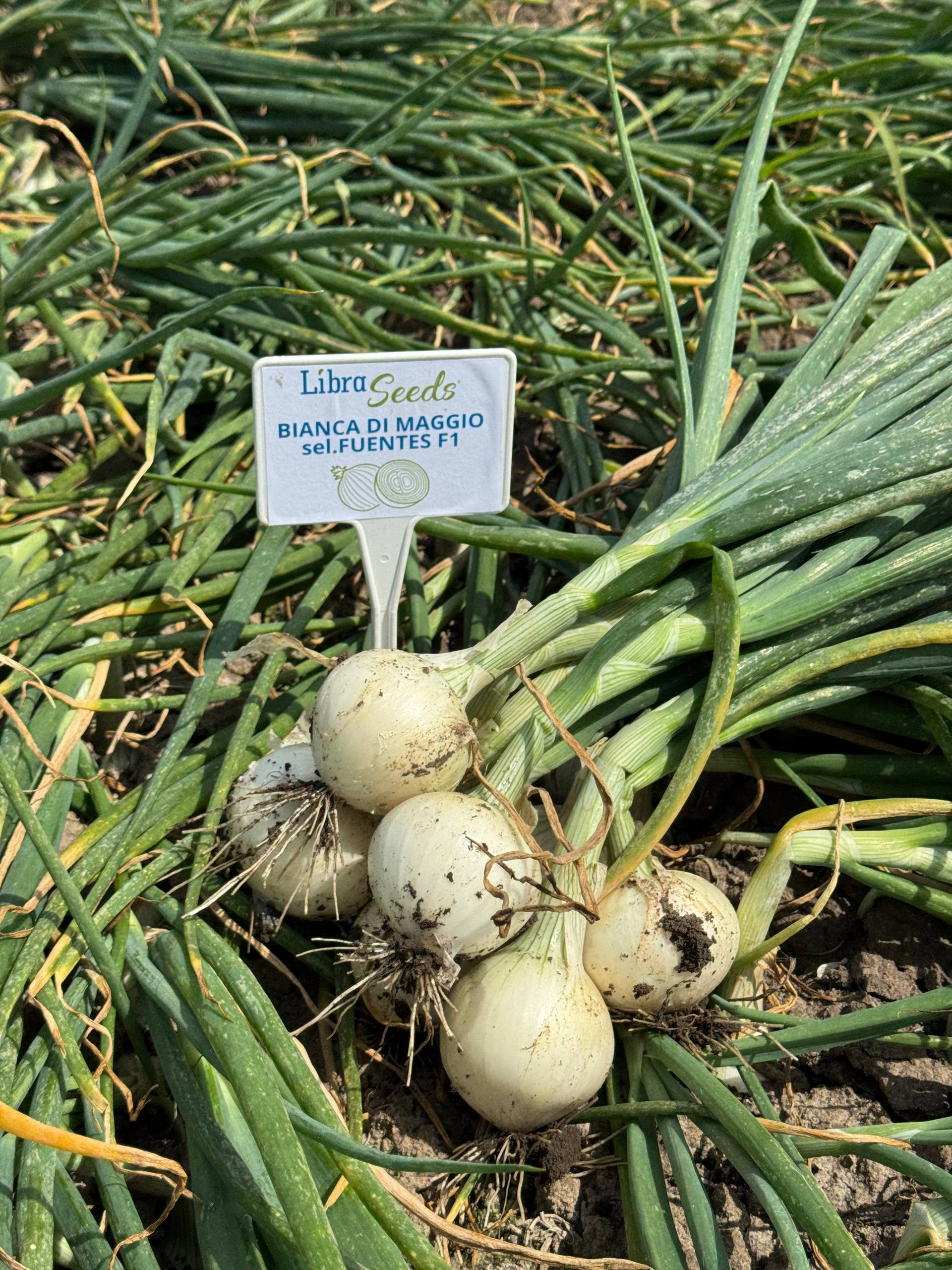 Фото: Б’янка F1