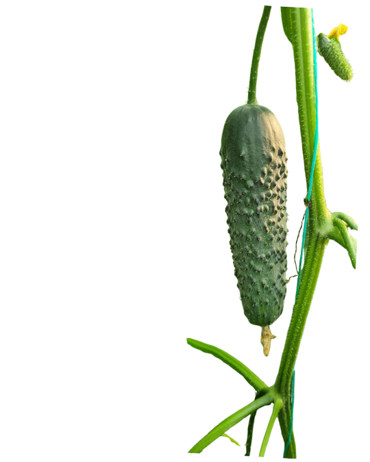 Фото: НОВИНКА LS 888 F1