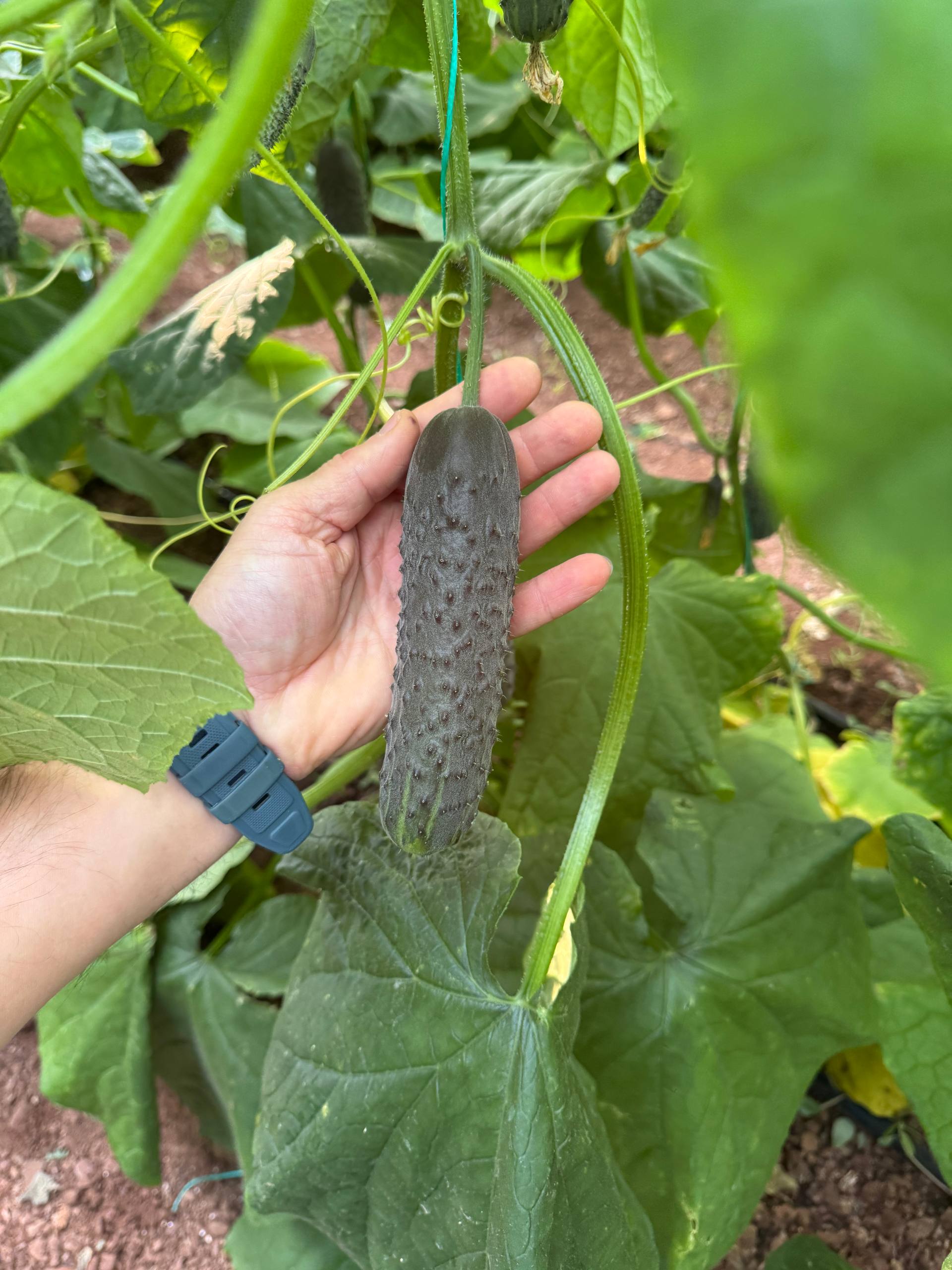 Фото: 5314781408012212064_119