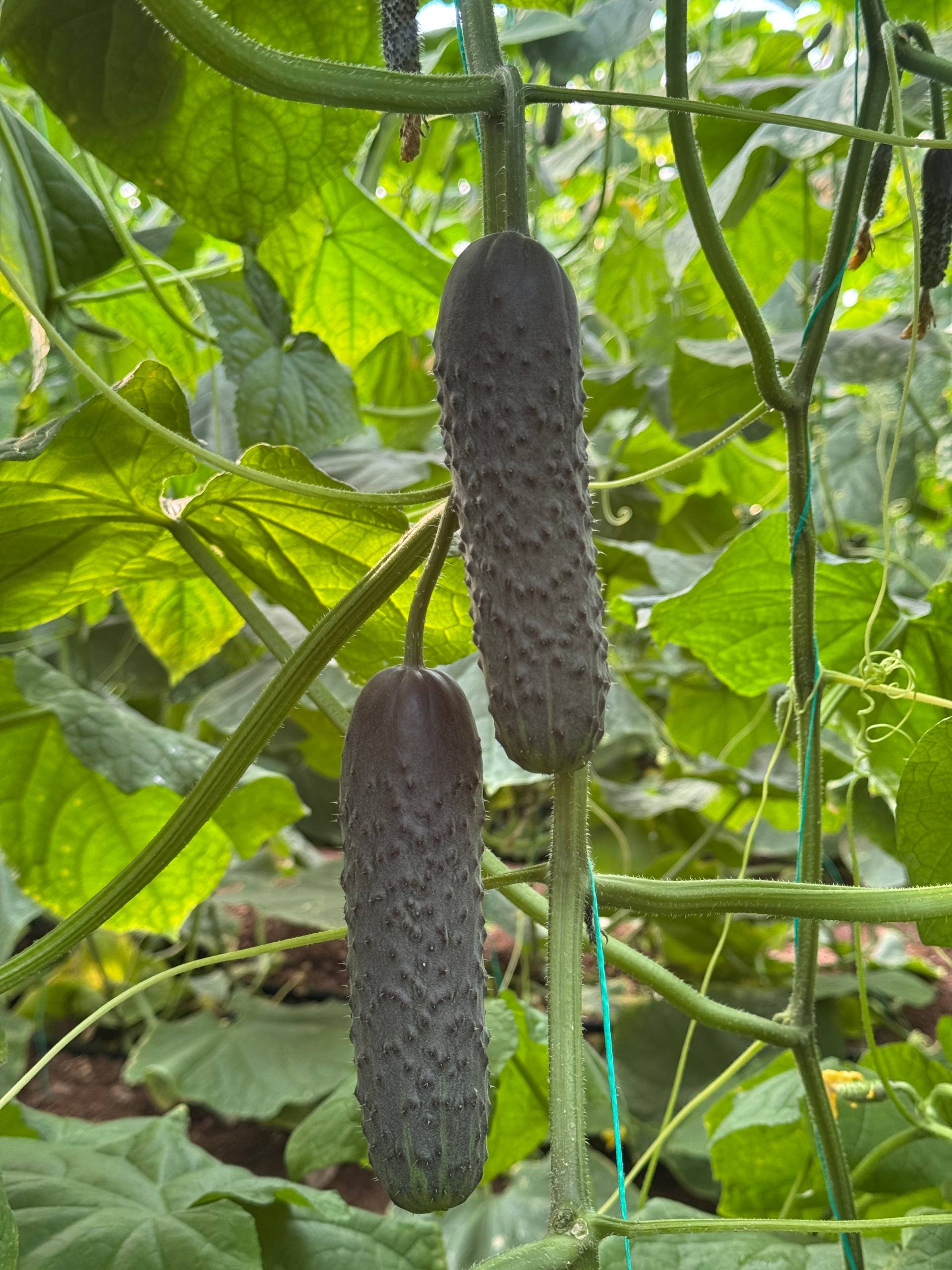 Фото: 5314781408012212065_119