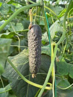 Фото: Новинка LS 888 F1