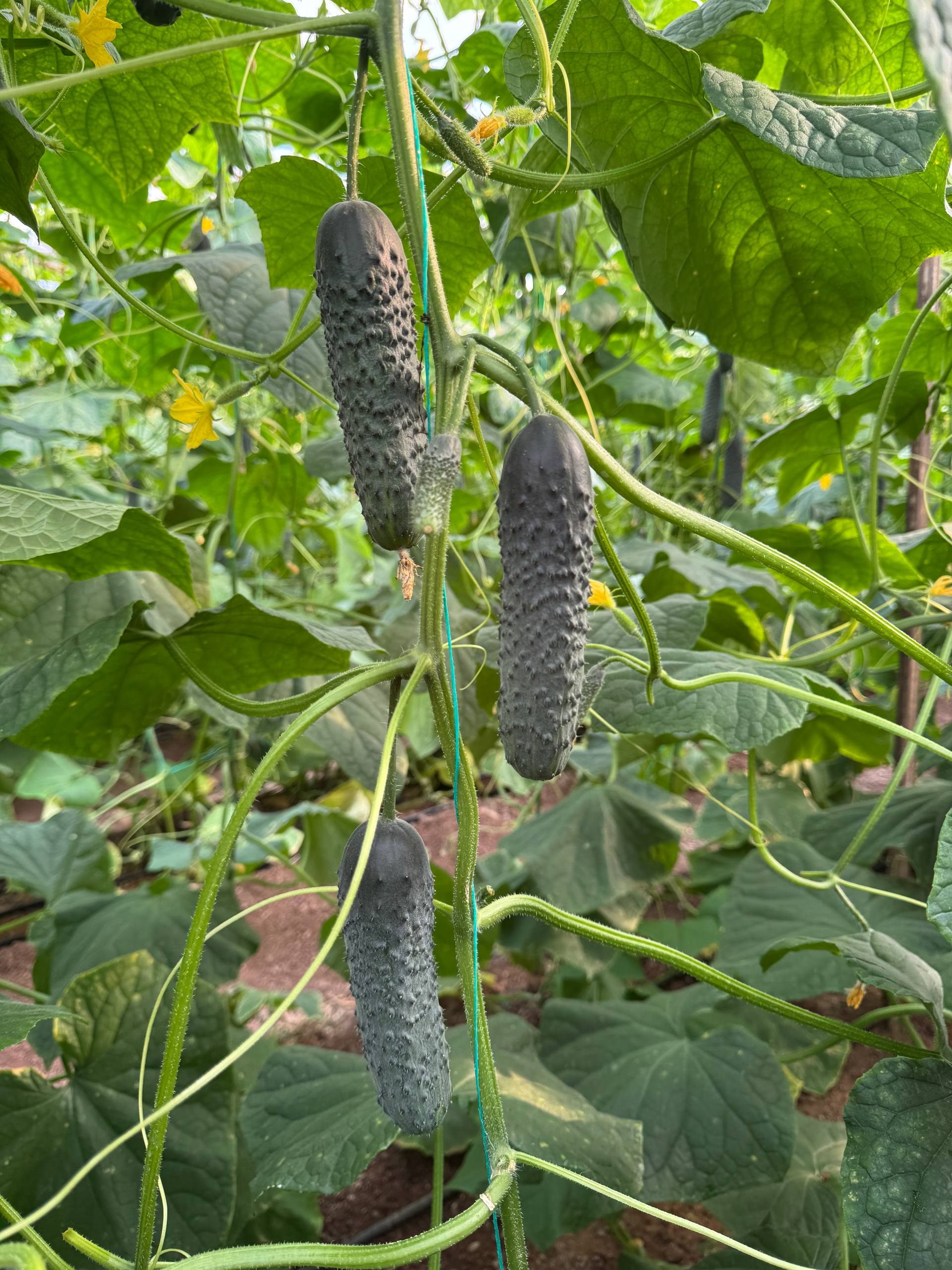 Фото: 5314781408012212070_119