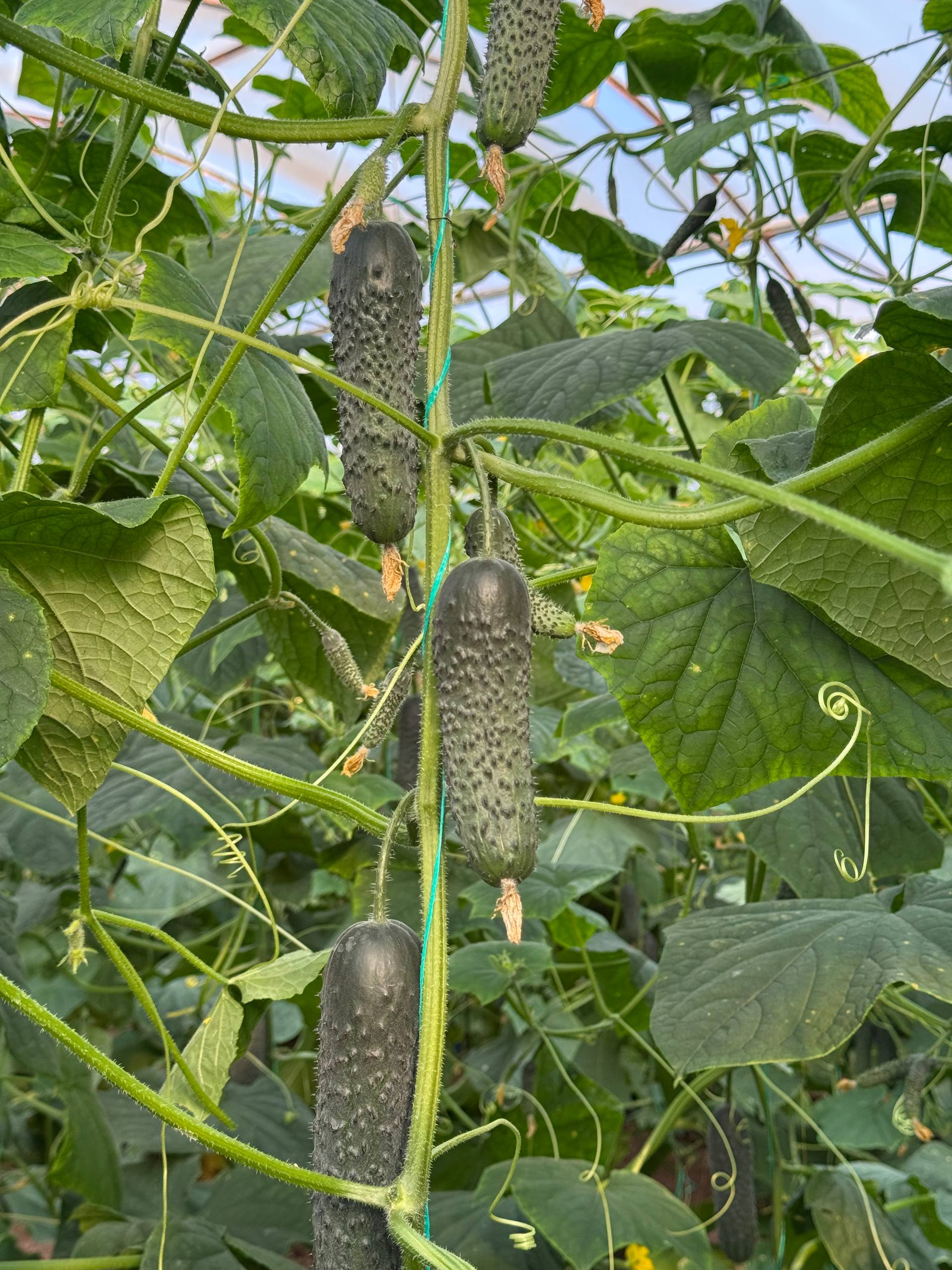 Фото: 5314781408012212071_119