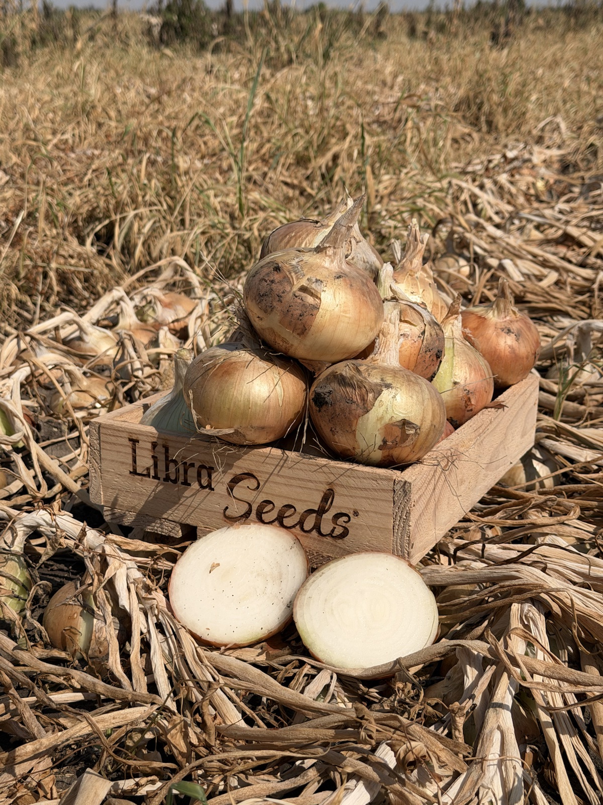 Цибуля Libra Seeds, вирощена в полі