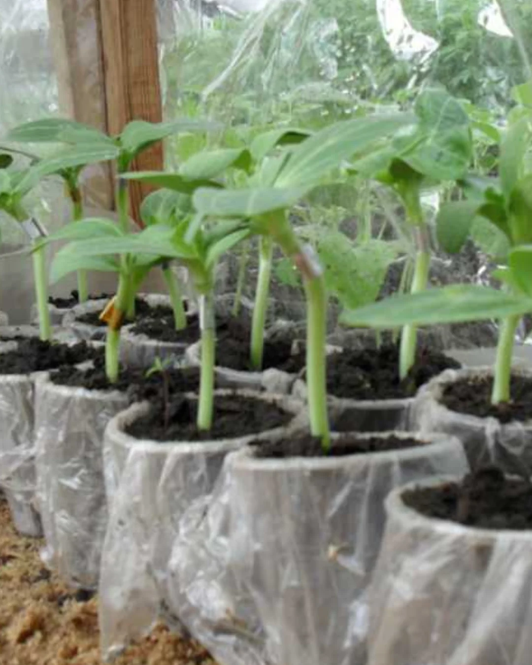 Глорія F1 підщепа Фото: Глорія F1 підщепа