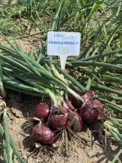 Фото: Прімула F1