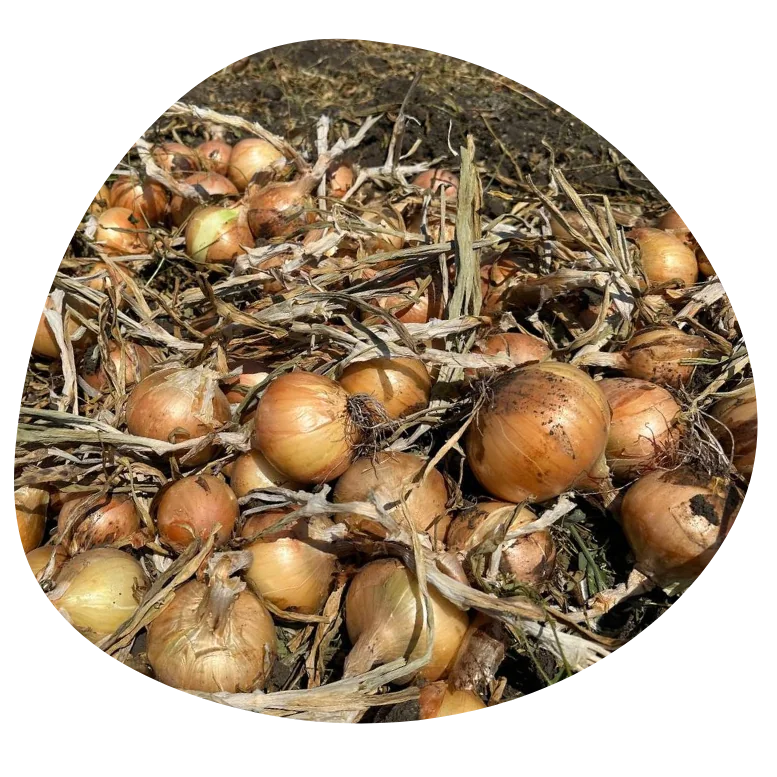 Фото: Альбатрос F1