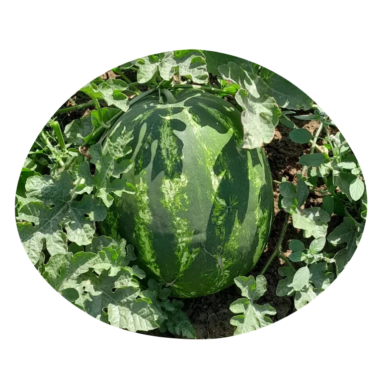 Фото: Брендон F1