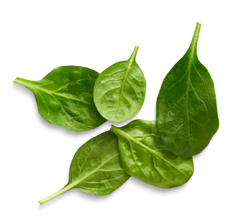 Фото: НОВИНКИ ЗЕЛЕНІ