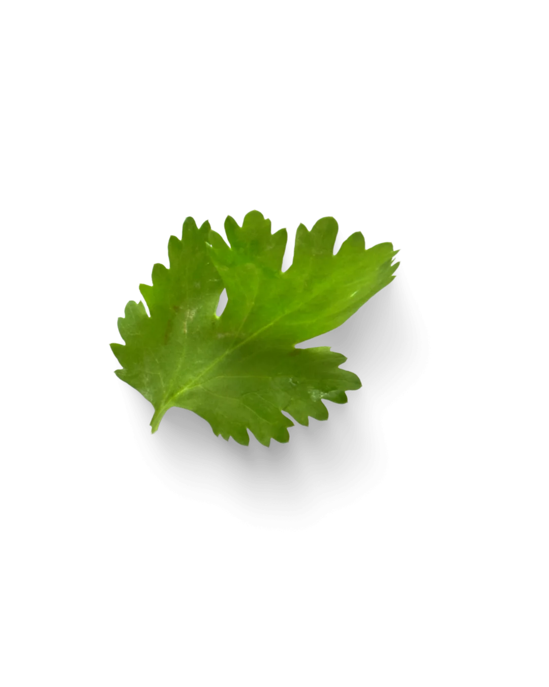 Фото: НОВИНКИ ЗЕЛЕНІ